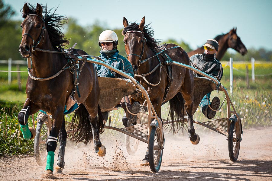 Photographe équitation équestre cheval