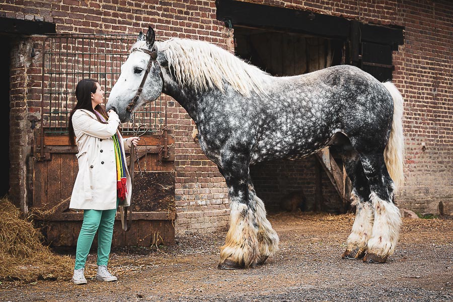 Photographe équitation