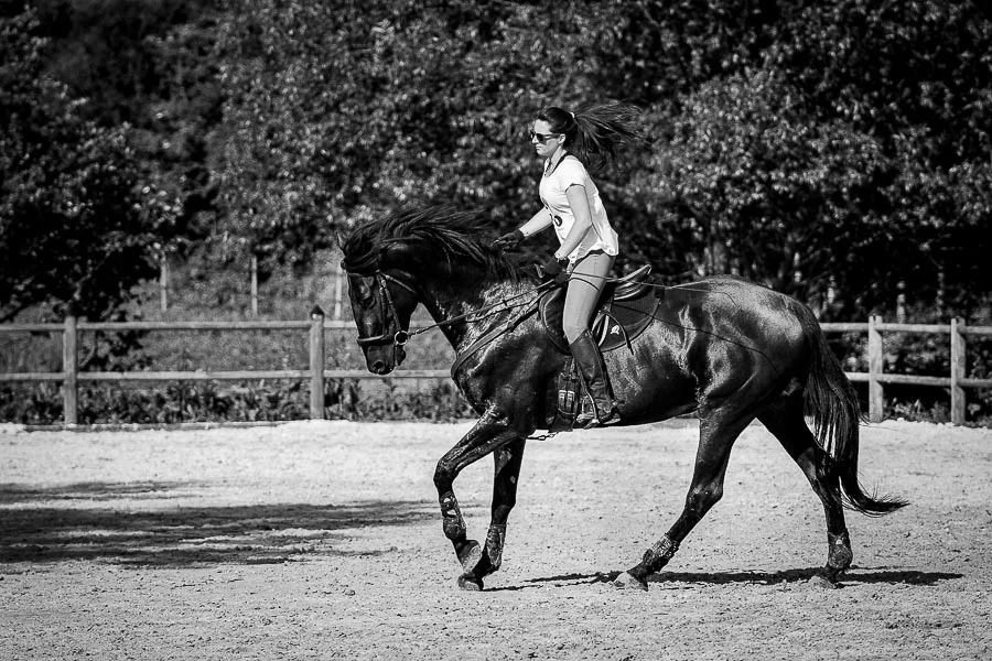 Photographe équestre Photographe équestre